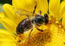 Bee Talk at Letham Hall Honey bee on sunflower