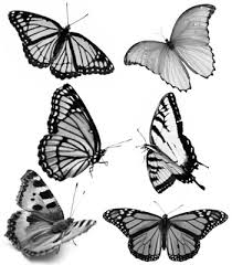 Butterfly Photoshop Brushes