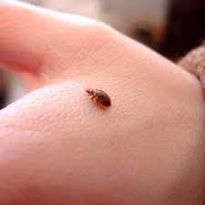 Bed bugs are being found more