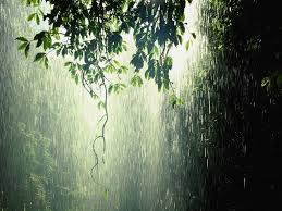 Lối về Rain_Forest_Tropic