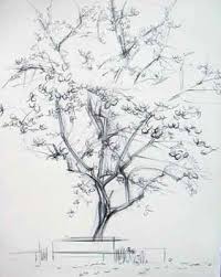 cherry tree drawing