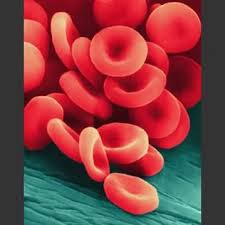 مكونات الدم Blood components 9428alsh3er