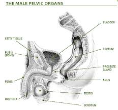called the frenulum,