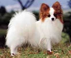 Papillon Dog Breed