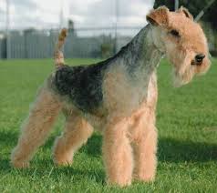 About Lakeland Terriers