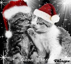 NATALE GATTINI DI NATALE