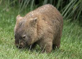 Wombat Having