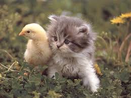 blonde_chick_with_nice_pussy.jpg&t=1