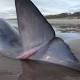 Dolphins, whales found dead on Qld beach 