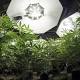 Arguably the Most Important Marijuana Decision Ever Is Just Weeks Away 
