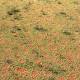 Scientists have discovered mysterious 'fairy circles' in the Australian outback 