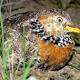 Critically endangered bird likened to Mr Bean could be mounting a comeback 