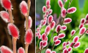 young pre pussy|Imprisoned Pussy Riot band members released | CNN