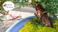 El asombroso mundo de los bonsáis ile ilgili video