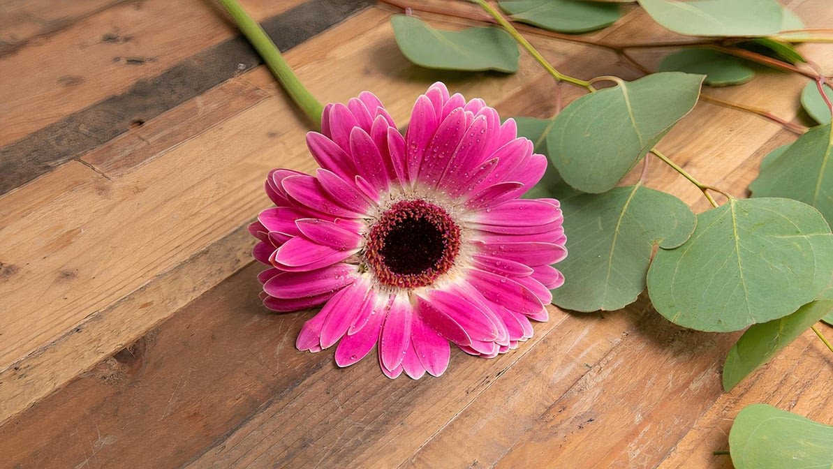 Flower Outlet & Gifts by null