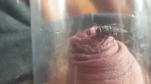 Ray inch for a lucky boy jpg x Cocks out of flys