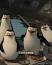 La fascinante evolución de los pingüinos ile ilgili video