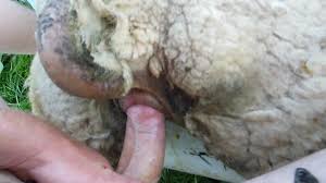 Sheep earning penises and intense cum shots jpg x Man fucks sheep