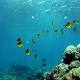 New Reef System Found At Mouth Of Amazon River About To Be Trashed By Oil Companies 