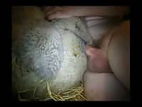 Sheep fun zoophilia man madnessporn extrem sex jpg x Man fucking sheep