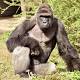 Green Party candidate Jill Stein speaks out for Harambe 