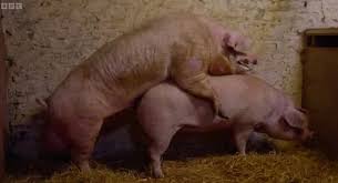 Sex with pig is a new sexual experience jpg x Pig sex