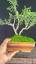 The Enchanting World of Bonsai Trees: A Journey into Miniature Masterpieces ile ilgili video