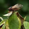 Cicada Deluge: Dual Emergence Unleashes Chaos in the Food Web