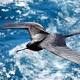 Nonstop Flight: How The Frigatebird Can Soar For Weeks Without Stopping 