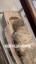 Eski Mısır'da Mumyalama Sanatı ile ilgili video