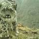 More Snow Leopards Poached, Even as Bold Plan Fights Decline 