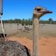 Retired couple keeps small Brisbane Valley town buzzing with ostriches 