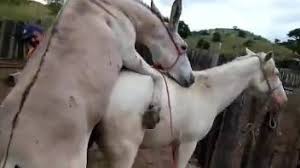 Gay zoophile gets fucked in the ass a white stallion jpg x White stallion