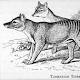 Back From The Dead? Reported Sightings Fuel Hope For Return Of Tasmanian Tigers 