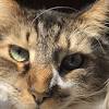 Share Your Cat Photos