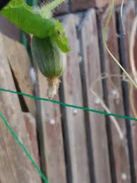 膨らみかけ| / X