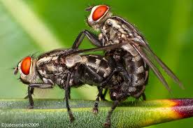 Cceca jpg x Of flys