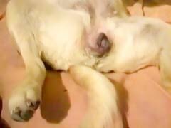 Daddy fucking dog pussy gaybeastcom animal porn movie with man jpg x Guy fucks dog pussy