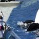 SeaWorld San Diego ending killer whale show 