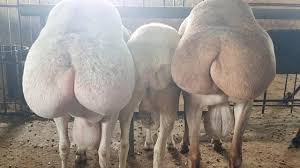 Man fuck sheep sexy media girls jpg x Man fucks sheep