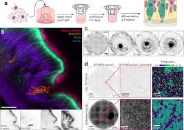 skinny mature spreading|Very thin old lady hi-res stock photography and images - Alamy