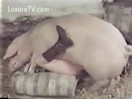 Femefun woman having sex with a pig in farm porn jpg x Pig fucks woman