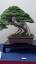 The Art of Bonsai: Miniature Trees with Monumental Significance ile ilgili video