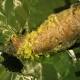 This Caterpillar Can Eat Plastic Shopping Bags 