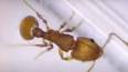 La science fascinante des fourmis ile ilgili video