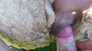 Stuffed animal gay porn videos jpg x Man fucks sheep