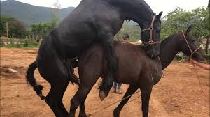 Mujeres teniendo sexo con caballos jpg x Mujeres teniendo sexo con caballos