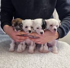 голые  детях|Лобковые вши: лечение и профилактика