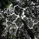 Natural regeneration of tropical forests reaps benefits 