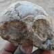 Ancient skull hints at African roots for ape-human ancestor 